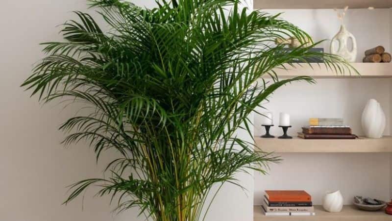 plants that keep house cool aloe Vera Erica palm ficus plant zkamn