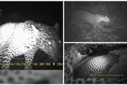 Kerala: Forest Department's CCTV captures footage of leopards entering residential areas of Thodupuzha  rkn