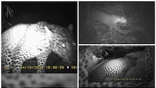 leopard images in cctv todupuzha 