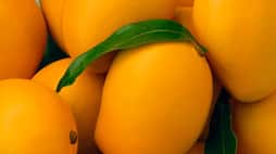 Can mangoes increase blood sugar and cause weight gain, Here is the truth Vin