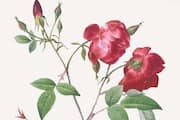 Wild roses to Honeysuckle: 6 summer flowers that grow in England ATG EAI