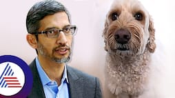 Google CEO Sundar Pichai reveals pet dog Jefree become Best work partner in office ckm