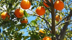 Oranges 7 health benefits of eating this much friendly citrus fruit ATG