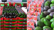 Avocado tax reduced foreign avocado in Kerala will increase health benefits of avocado here
