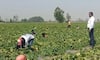 Melon Farming: How this M.Com graduate built a multi-crore farming venture without owning land