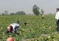 success story of Uttar Pradesh s largest melon producing farmer zrua 