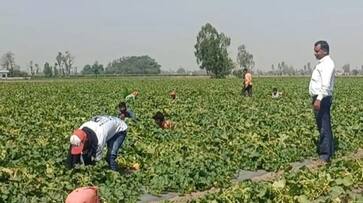 Melon Farming How this M Com graduate built a multi-crore farming venture without owning land Deepak Kumar Uttar Pradesh iwh