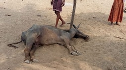 Two Buffaloes Died without Water and Fodder in Chamarajanagara grg 