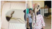 video of 10 foot long snake came out from the toilet went viral 