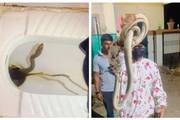 video of 10 foot long snake came out from the toilet went viral 