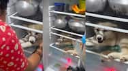 Video of husky dog  chilling inside refrigerator goes viral in social media