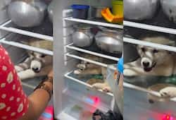 Video of husky dog  chilling inside refrigerator goes viral in social media