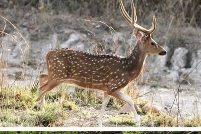 Kanha to Bandhavgarh: 5 must visit National Parks of Madhya Pradesh ATG