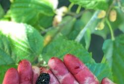 mulberries face mask shehtoot benefits for skin kxa  
