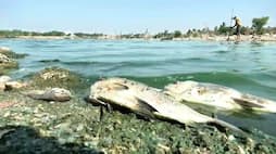 Karnataka heatwave impact many fishes dies heavy temperature at chitradurga rav