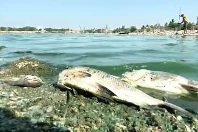 Karnataka heatwave impact many fishes dies heavy temperature at chitradurga rav