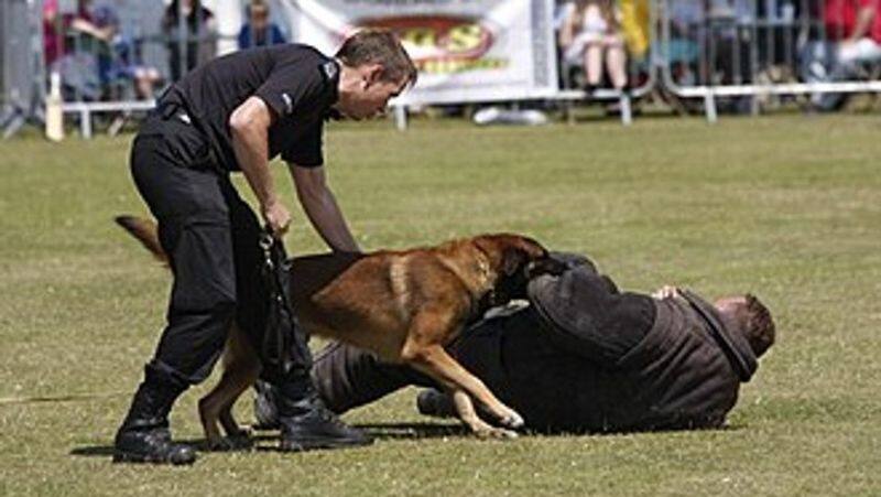 Police Dog Squad How a dog is given hard training before joining the team Video going viral on social media XSMN
