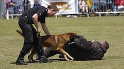 Police Dog Squad How a dog is given hard training before joining the team Video going viral on social media XSMN