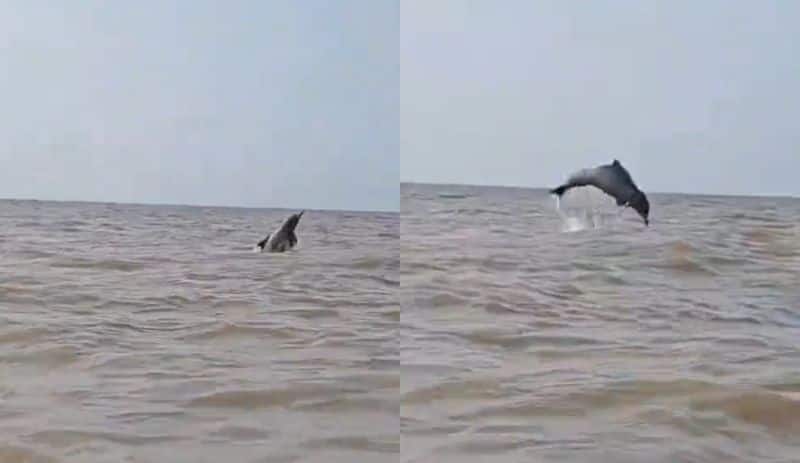 Dolphin playing in Juhu Beach: Watch wholesome video of dolphin jumping in Mumbai's sea water RTM