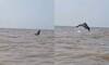 Dolphin playing in Juhu Beach: Watch wholesome video of dolphin jumping in Mumbai's sea water