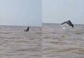 Dolphin playing in Juhu Beach: Watch wholesome video of dolphin jumping in Mumbai's sea water RTM