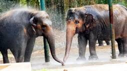 Karnataka: Mysuru zoo installs water jets, sprinklers to keep animals cool during sweltering temperatures vkp