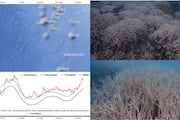 The great coral reefs in Lakshadweep faces coral bleaching due to heat wave at sea