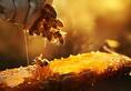 City of Honey Which district of UP in the country is called the city of honey? Where is most beekeeping done? XSMN