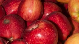 health benefits of eating one apple daily 