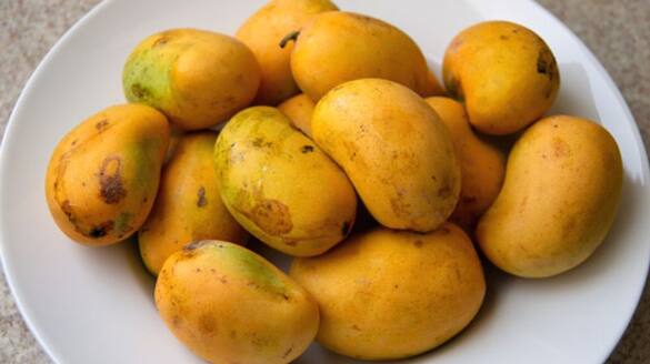 Ramanagara  Mango crop worth 103.33 crores damaged snr