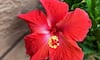 Hibiscus to Bougainvillea: 7 Summer flowers to grow in your garden