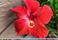 Hibiscus to Bougainvillea: 7 Summer flowers to grow in your garden ATG