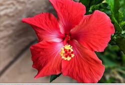 Hibiscus to Bougainvillea: 7 Summer flowers to grow in your garden ATG