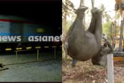 speed limit not followed in two year train kills 3 wild elephants in palakkad Kanjikode