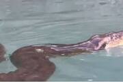 man swims with anaconda viral video 