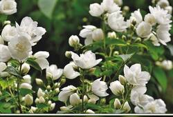 Jasmine to Rose: 7 flowers that attract bees ATG