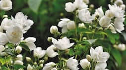 Jasmine to Rose: 7 flowers that attract bees ATG