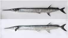 two types of new fish varieties found in ocean