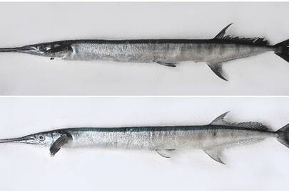 two types of new fish varieties found in ocean