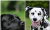 Labrador to Dalmatian: 7 Dog breeds perfect for Indian summer