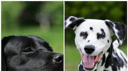 Labrador to Dalmatian: 7 Dog breeds perfect for Indian summer RTM 