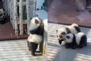 Chinese zoo painted dogs black and white like pandas and put on display