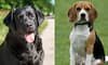 Labrador to Beagle: 5 Best therapy dog breeds in India