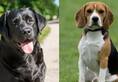 Labrador to Beagle: 5 Best therapy dog breeds in India RTM