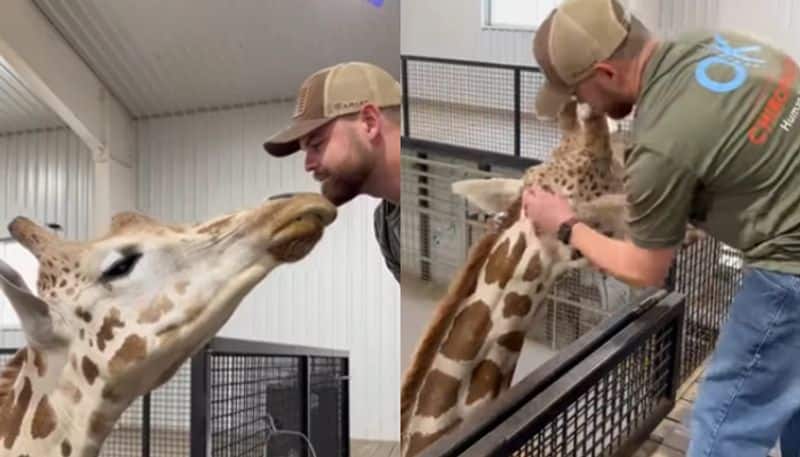 This video of a giraffe interacting with the vet has captured a million hearts online [watch]