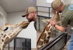 This video of a giraffe interacting with the vet has captured a million hearts online [watch]