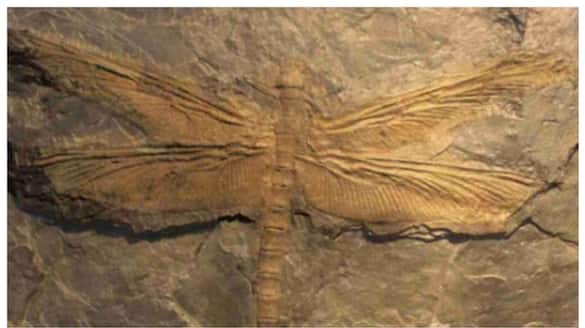 Meganeura giant dragonfly who disappeared when the amount of oxygen in  atmosphere dropped
