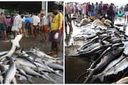 Indian and Oman to join hands for the research about sharks in arabian sea CMFRI to lead from India 