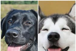 Labrador to Huskey: 7 Most naughtiest dog breeds in India RTM 