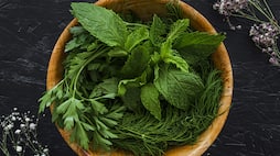 how to store coriander mint and curry leaves for longer days rsl